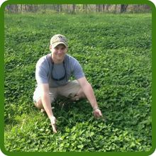 High Forage Yield Deer Greens