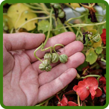 Nasturtium Edible Flowers & Culinary Uses