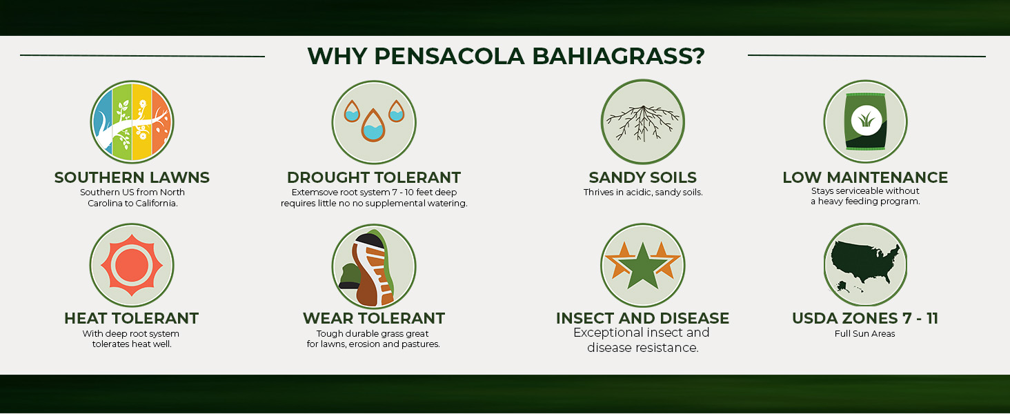 Pensacola Bahia Pasture Or Lawn