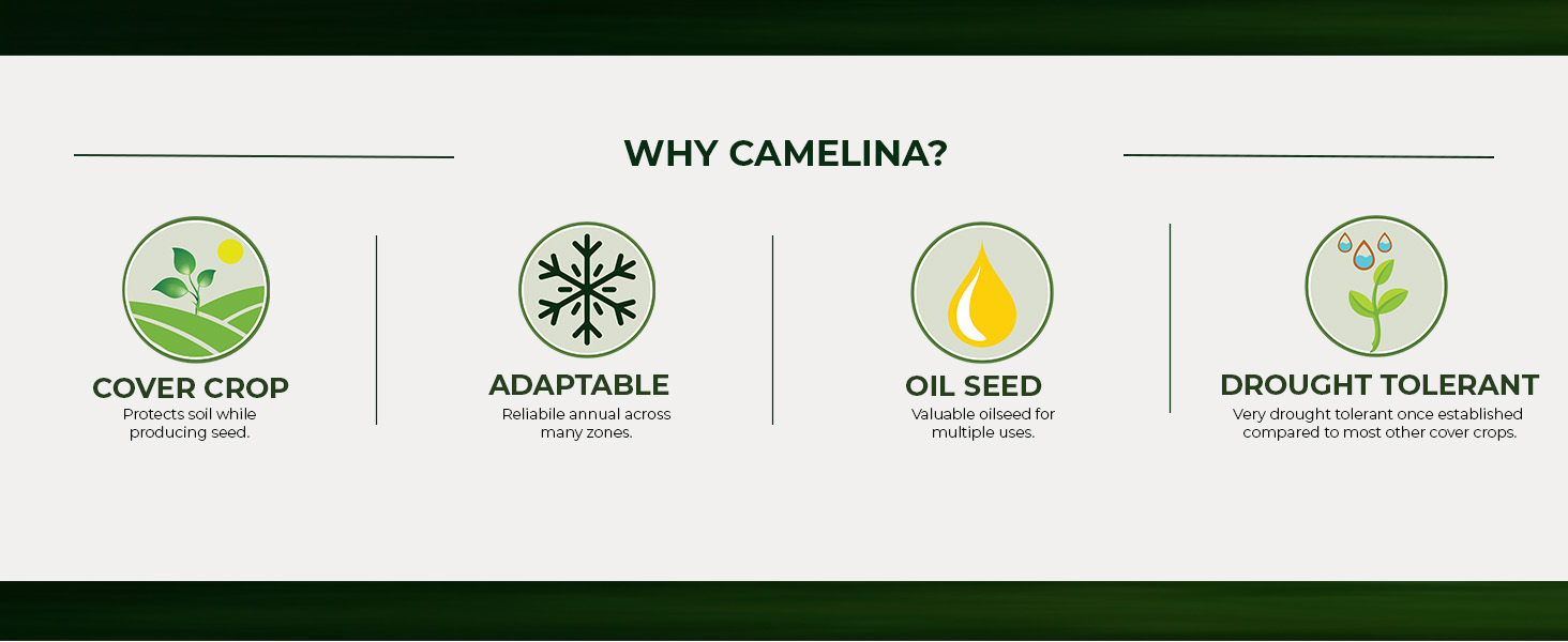 Camelina Oil Producing Seed