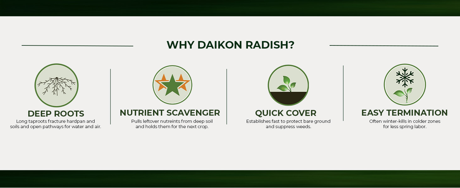 Daikon Radish Has Deep Roots