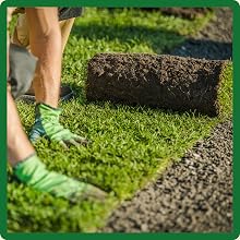 Bermuda Grass Seed For Lawns