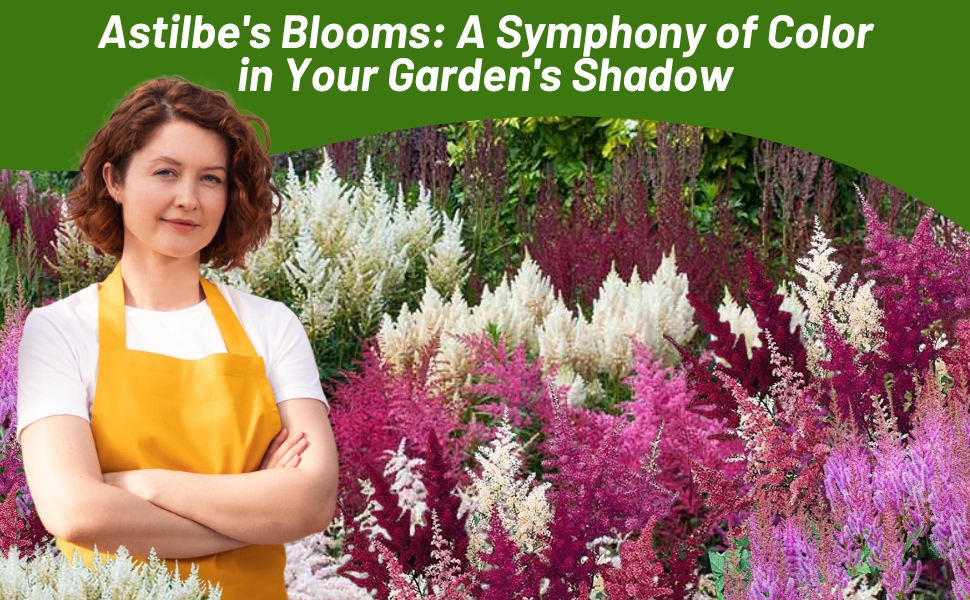 Astilbe Flower Garden in Partial Shade Grown From Seeds