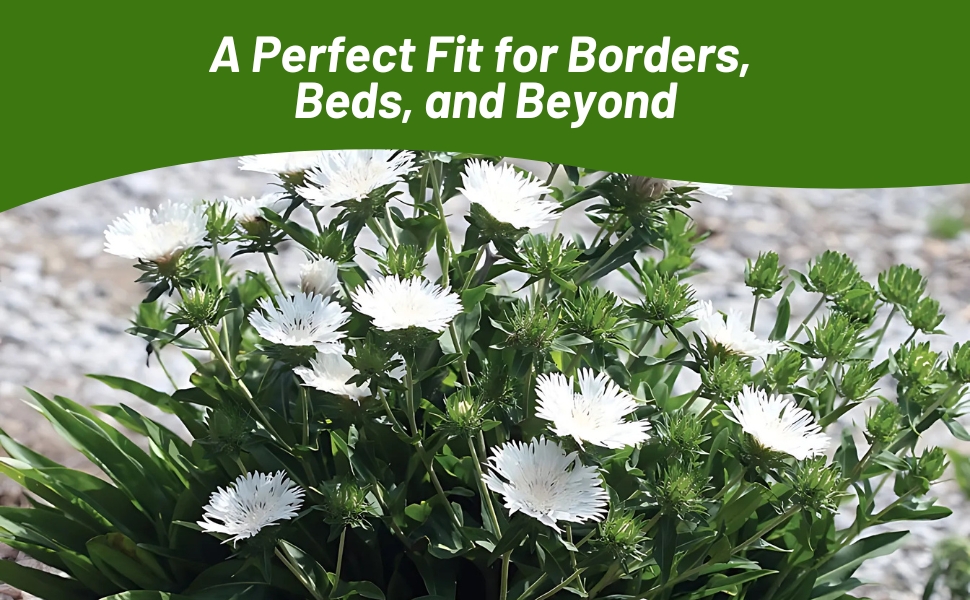 Flower Bed of White Flowering Stokesia