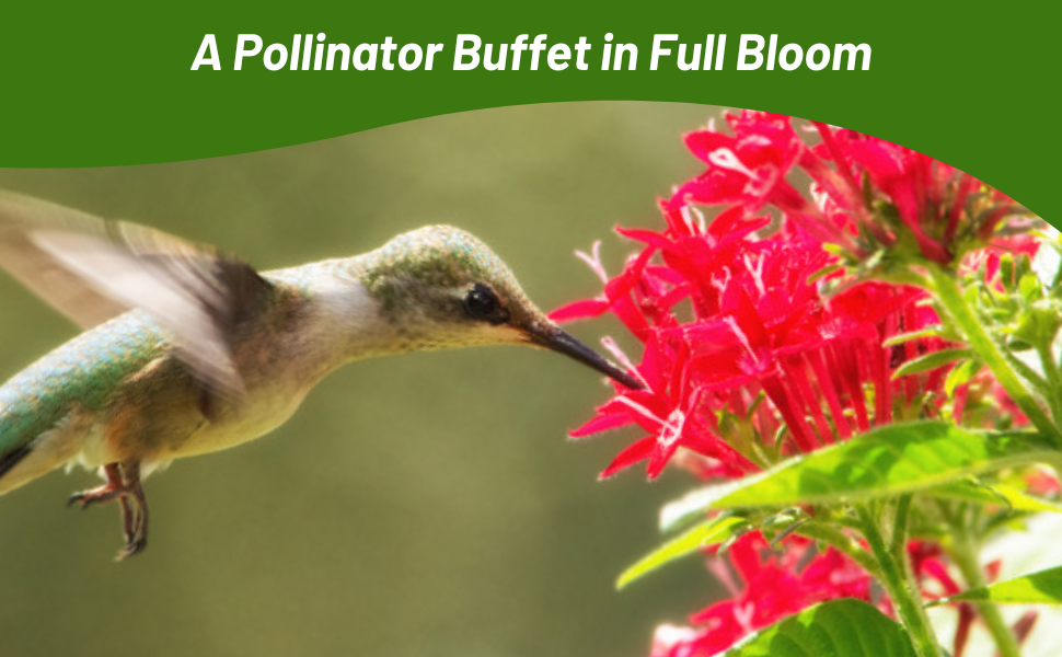 Hummingbird Pollinating Pentas Flower