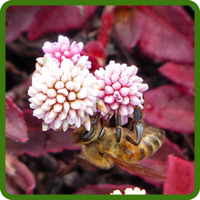 Pollinator Friendly Choice of Pinkhead Smartweed