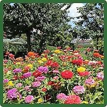 Zinnia Elegans Red, Yellow, Pink, & Orange Flowers