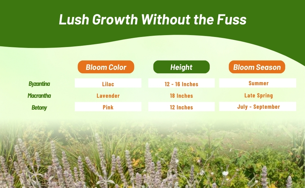 Bloom Color, Season, & Height Chart of Lamb
