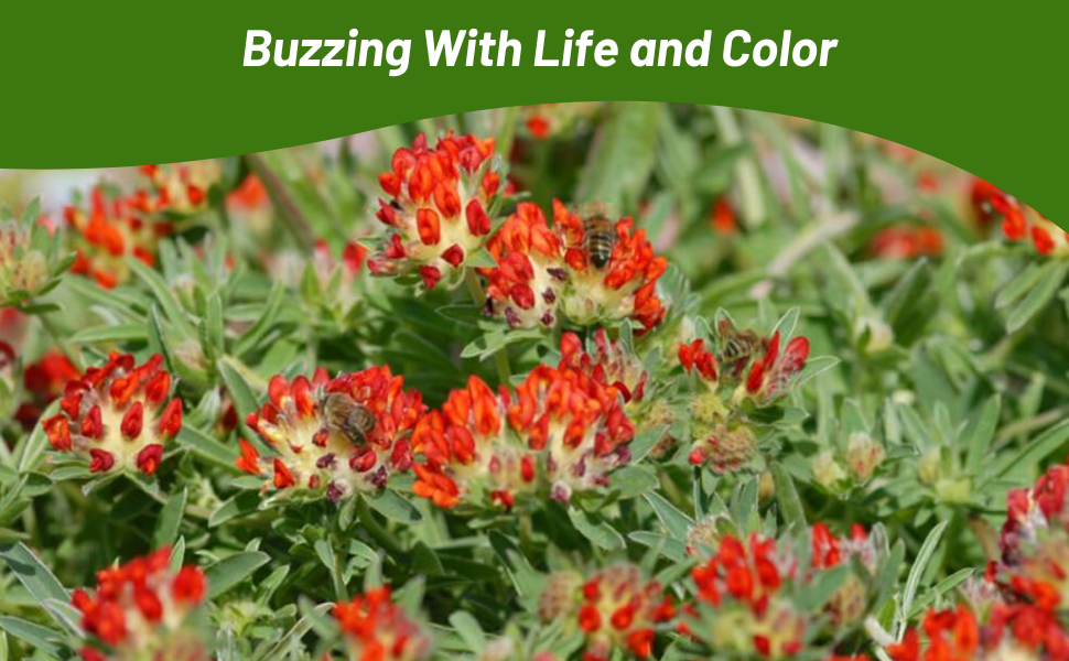 Pollinating Bees on Anthyllis Flowering Plants