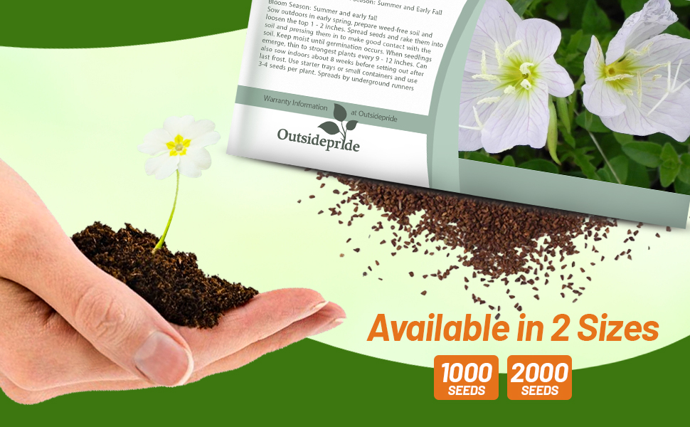 Pale Evening Primrose Seed Packets For Sale