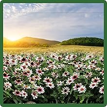 Zinnia Zahara Rose Starlight Flower Meadow