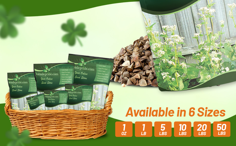 Buckwheat Seed For Sale Bulk Pound Erosion Control