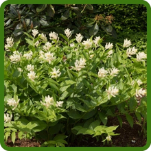 Spikenard Herb Plant Seeds
