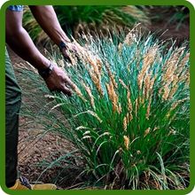 Koeleria glauca Blue Hair Ornamental Grass Tolerates Wet Soils