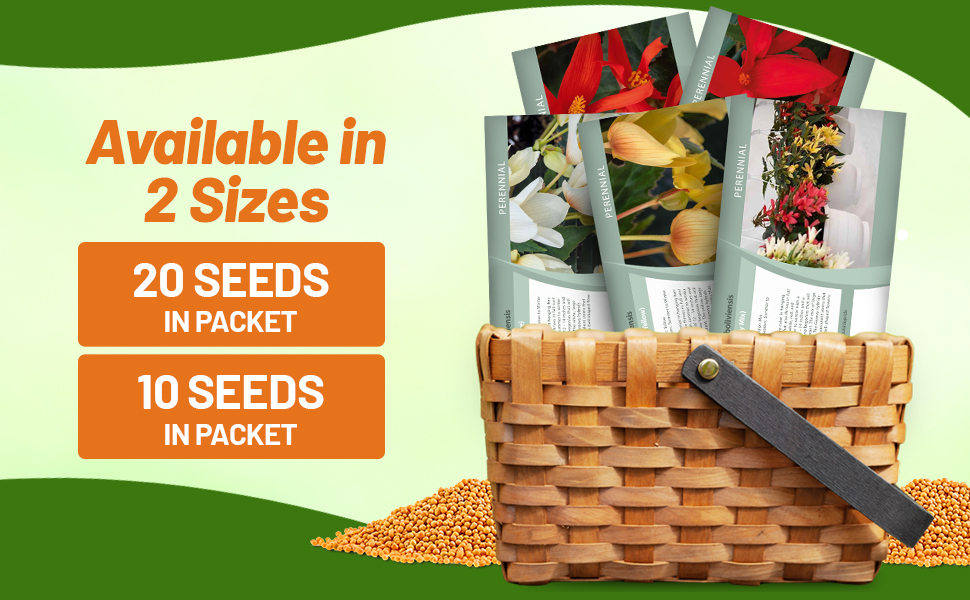 Groovy Begonia Seed Packets For Sale