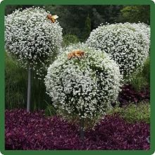 Sweet Alyssum Container Plants