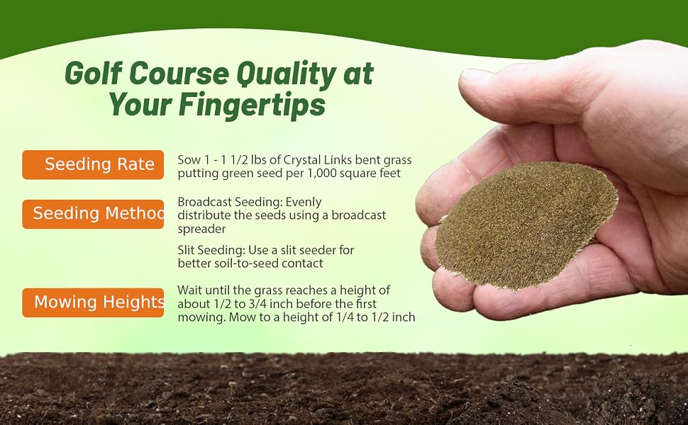 V8 Bent Grass Seeding Rate & Planting Time