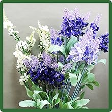 Rocket Larkspur Cut Flowers