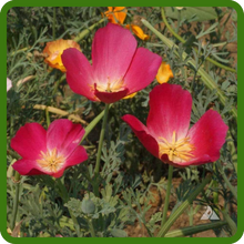 Eschscholzia Californica Carmine King