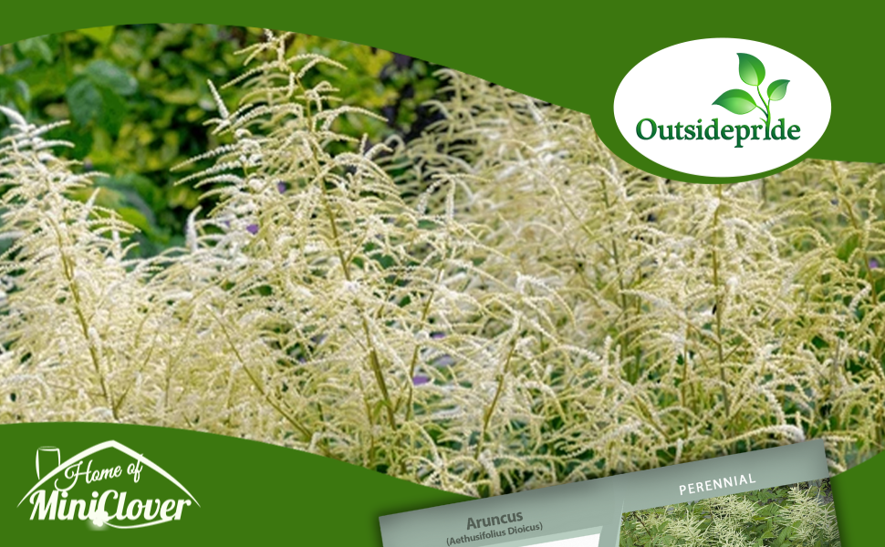 Aruncus Goat's Beard White Flowering Plants