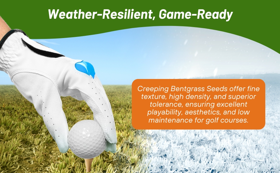 High Density PC2.0 Creeping Bentgrass Golf Course Grass Seed