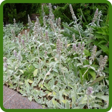 Drought Tolerant Silvery, Fuzzy Foliage of Lamb