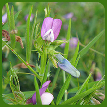 Austrian Winter Peas Cover Crop  