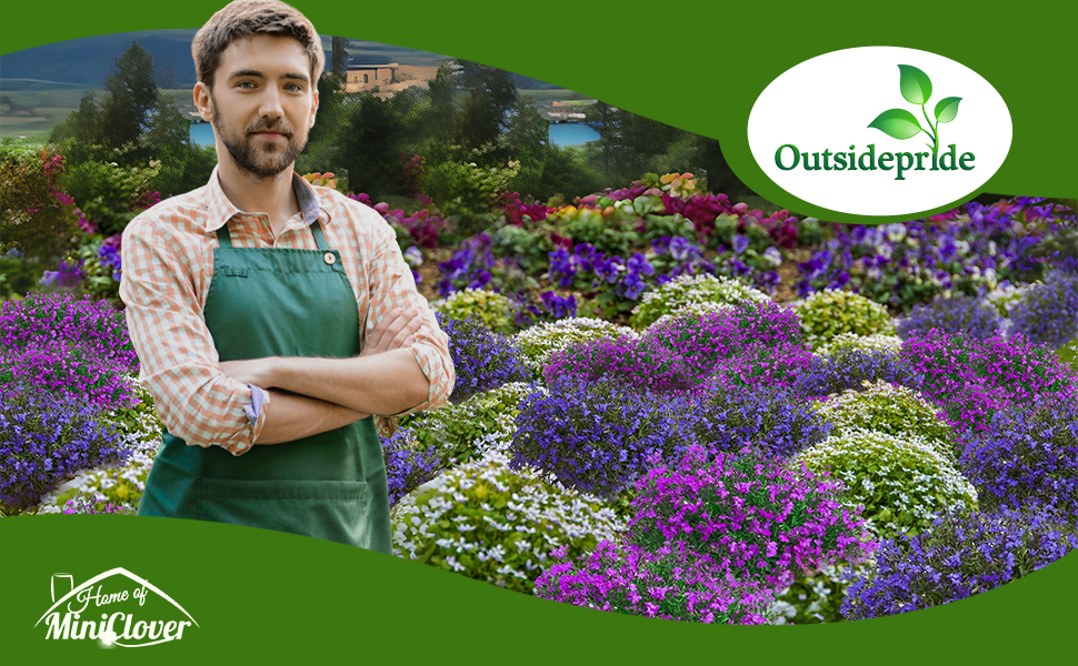 Lobelia Low Growing Ground Cover Plants