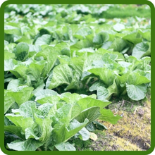 Daikon Radish Winter Cover Crop Improves Soil Structure