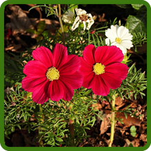 Drought Tolerant Cosmos Sensation Dazzler Flowers