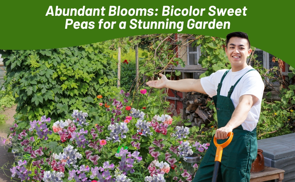 Large Flower Garden of Bicolor Lathyrus Sweet Pea Flowers