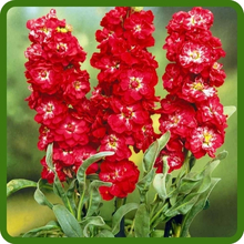 Upright Growth of Red Stock Flowers
