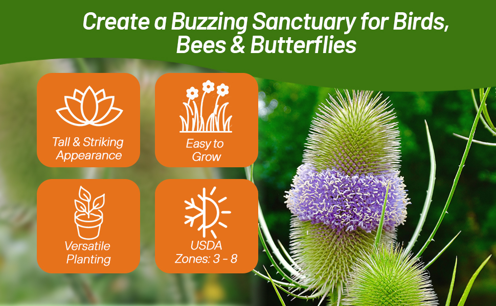 Teasel Flower & Herb Seeds