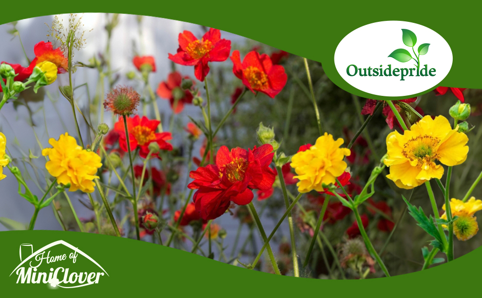 Red & Yellow Geum Flowers