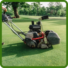 V8 Close Mowing Creeping Bent Grass Seed