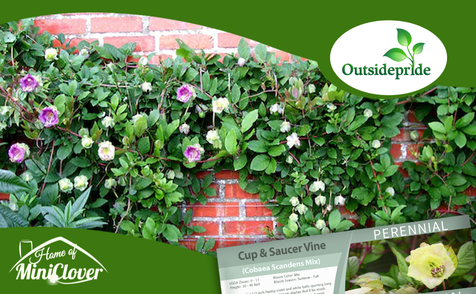 Cup & Saucer Vine Cobaea Flower Garden