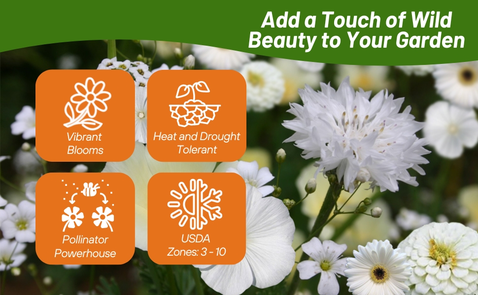 Heat & Drought Tolerant White Flowers From Seeds