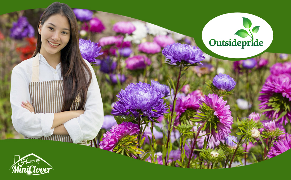 Callistephus Tall Paeony Aster Flower Garden