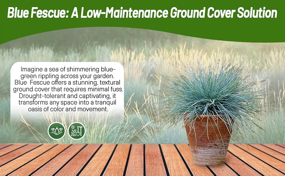 Blue Fescue Ornamental Grass Container Plant