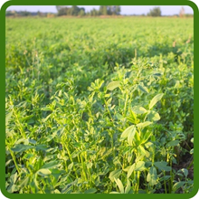 Vernal Alfalfa Plant Seed