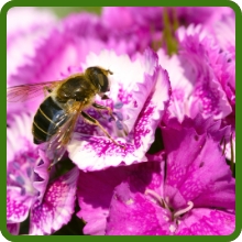 Dianthus Sweet William Attracts Pollinators