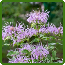 Shade Tolerant Monarda Fistulosa Wild Bergamot