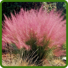 Year Round Purple Love Grass Ornamental Grass