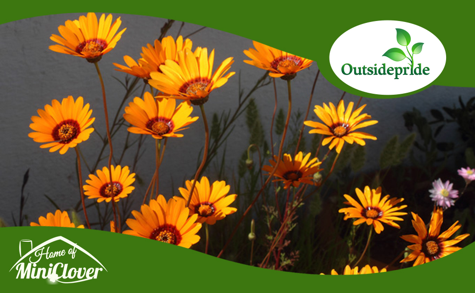 Ursinia Flower Garden