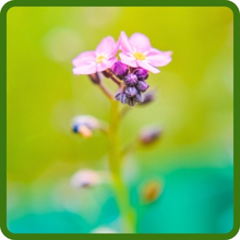 Upright Growth Habit of PInk Chinese Forget Me Not