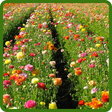 Vibrant Blooms of Dianthus Carnation Flowers For Cut Flowers