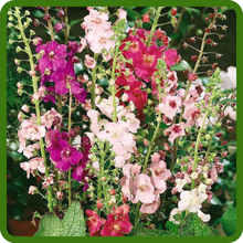 Tall Verbascum Mullein Mix