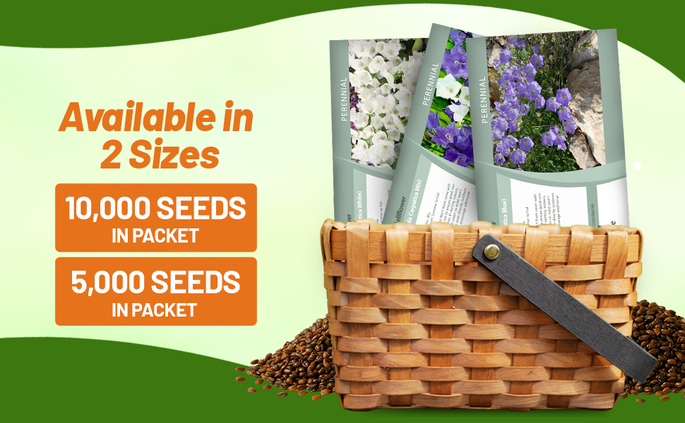 Bellflower Seed Packets For Planting