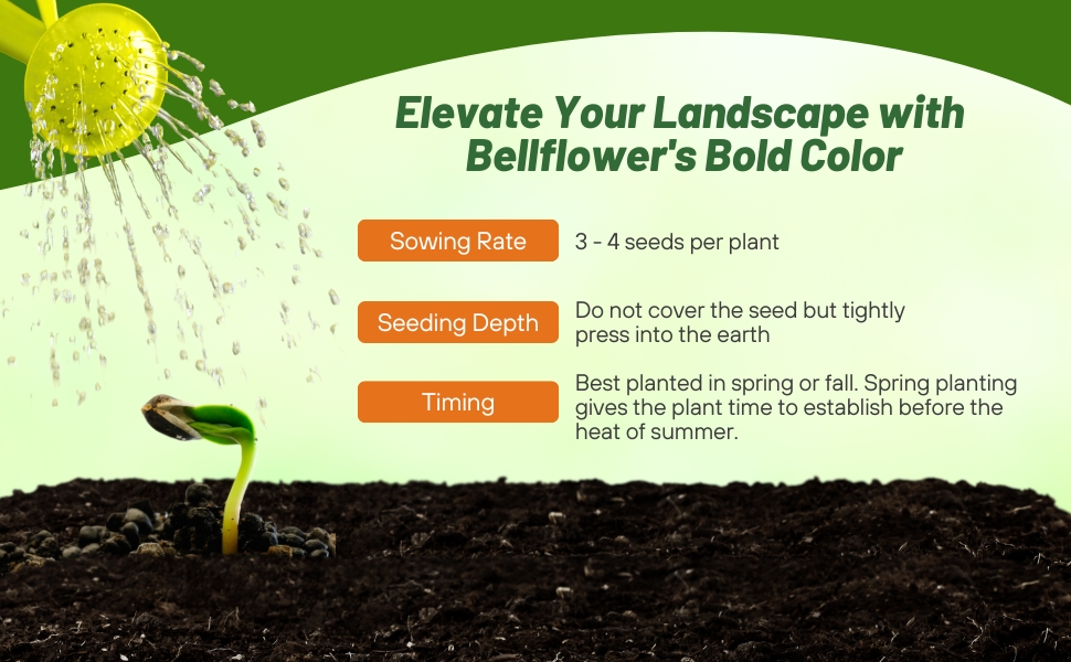 Planting Directions For Clustered Bellflower Seeds