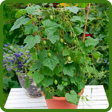 Mexican Sour Cucumber Container Plant